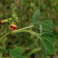 Chamaecrista absus (L.) H.S.Irwin & Barneby